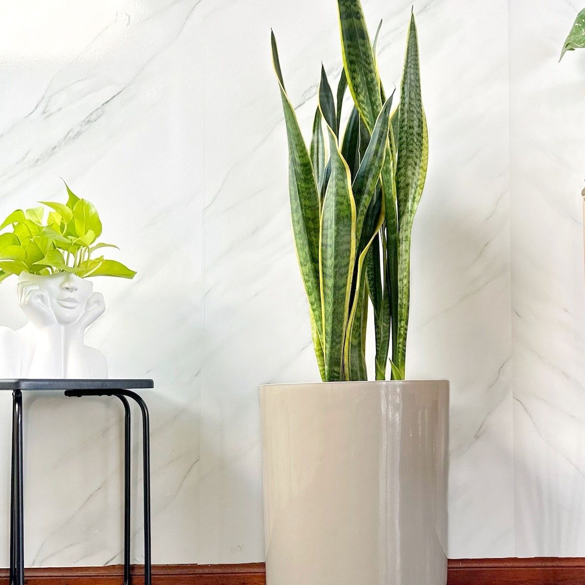 GENERICO - Sansevieria Golden en maceta de fibra de vidrio Lengua de suegra