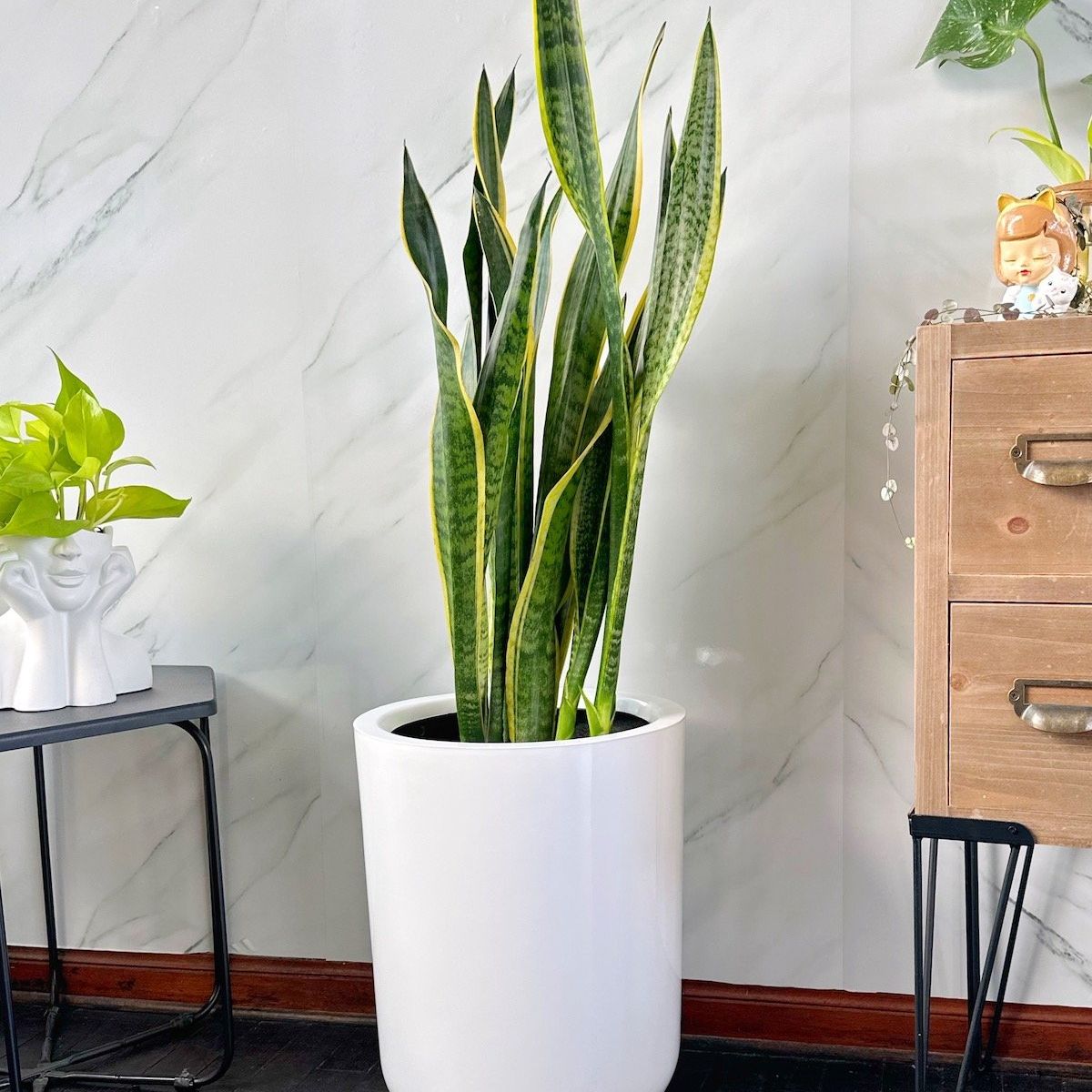 GENERICO - Sansevieria Golden en maceta de fibra de vidrio Lengua de suegra