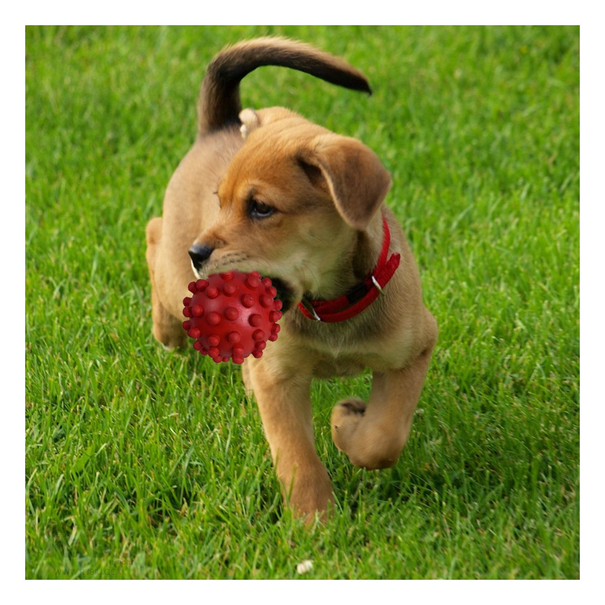 GENERICO - Pelota para Entretener Mascota Rojo Y+Regalo Stickers