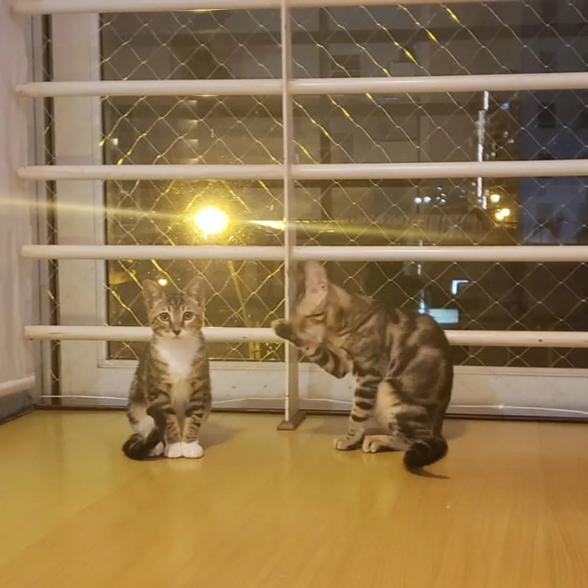 GENERICO - Malla De Seguridad Para Gato Kit 150x200cm