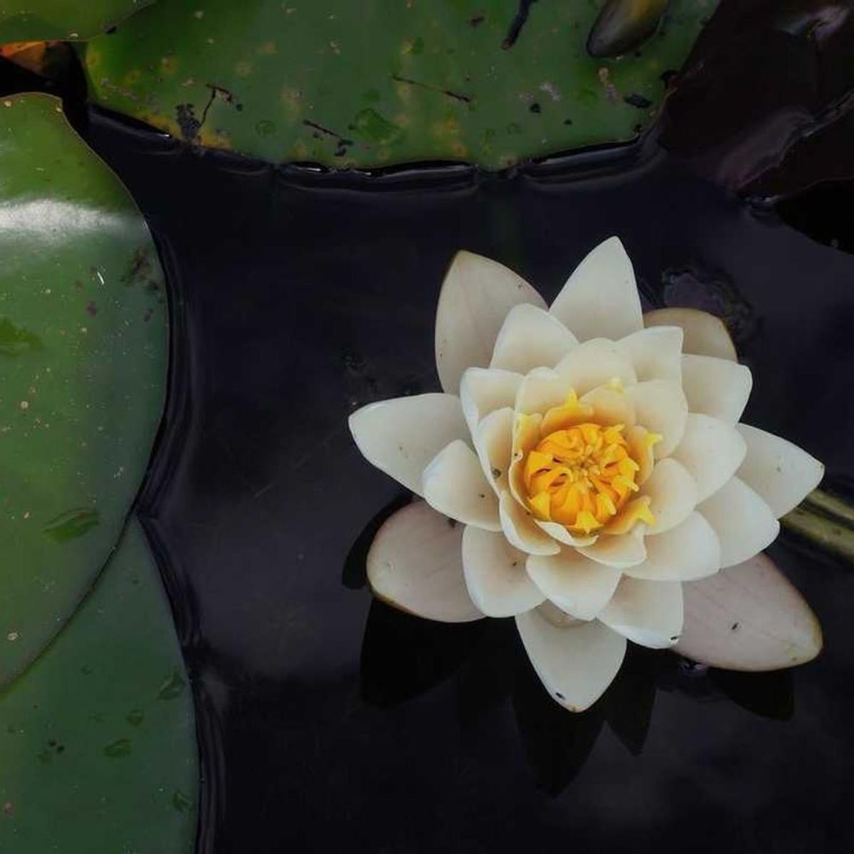 ROCKFORD - Test Product Do not Buy 001 Multi Var