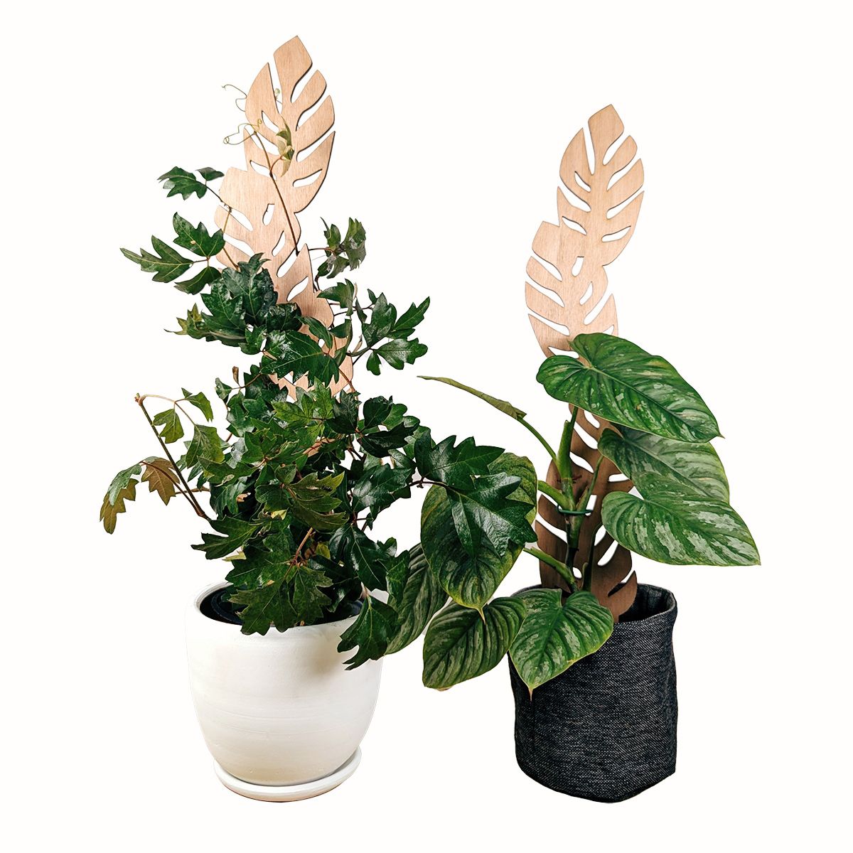 UN CUARTO VERDE - Soporte Hoja Grande para plantas UN CUARTO VERDE parante tutor de 65cm