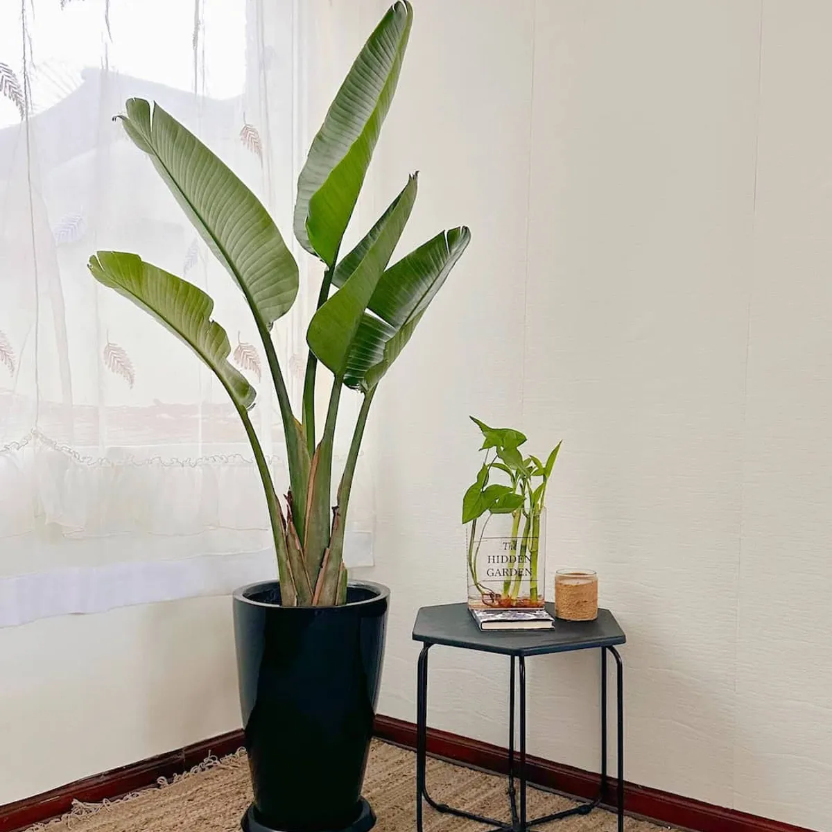 GENERICO - Strelitzia Nicolai - Ave del paraíso