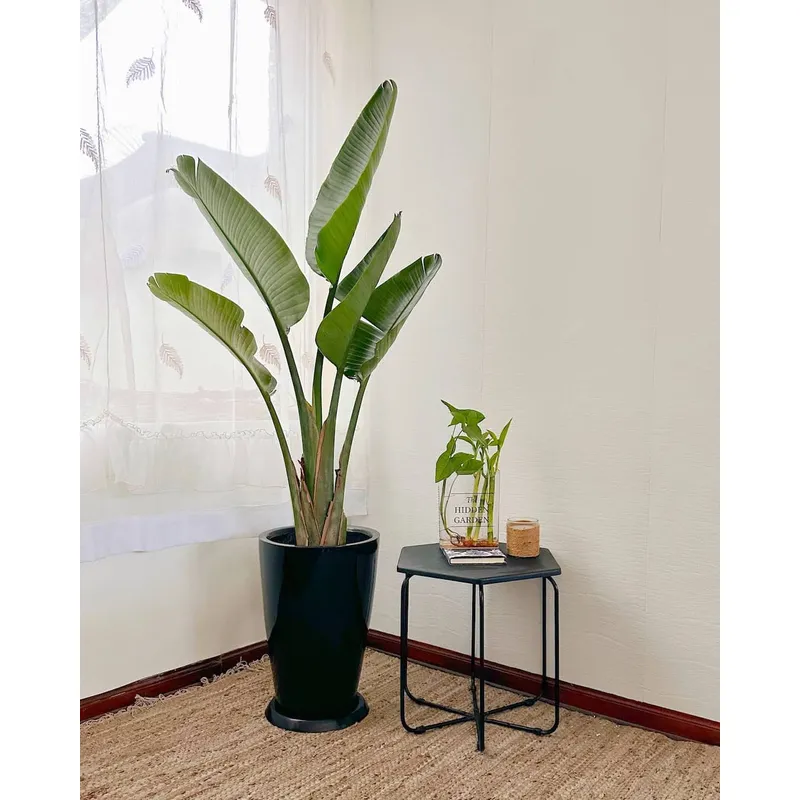 GENERICO - Strelitzia Nicolai - Ave del paraíso