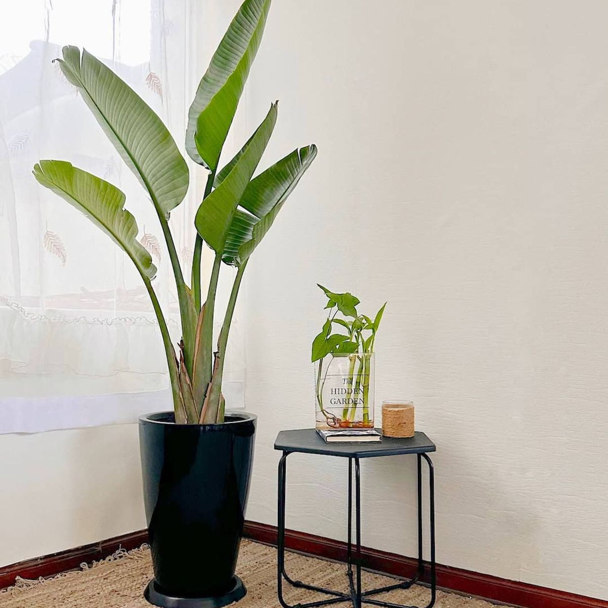 GENERICO - Strelitzia Nicolai - Ave del paraíso