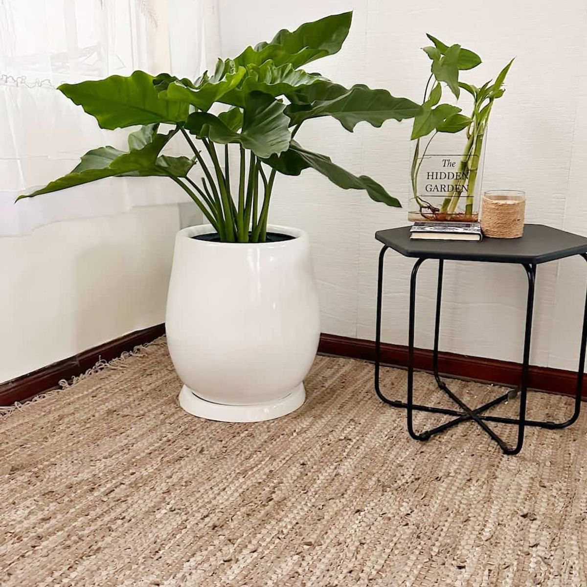 GENERICO - Filodendro Wilsonii en Maceta Fibra de vidrio Oreja de Elefante