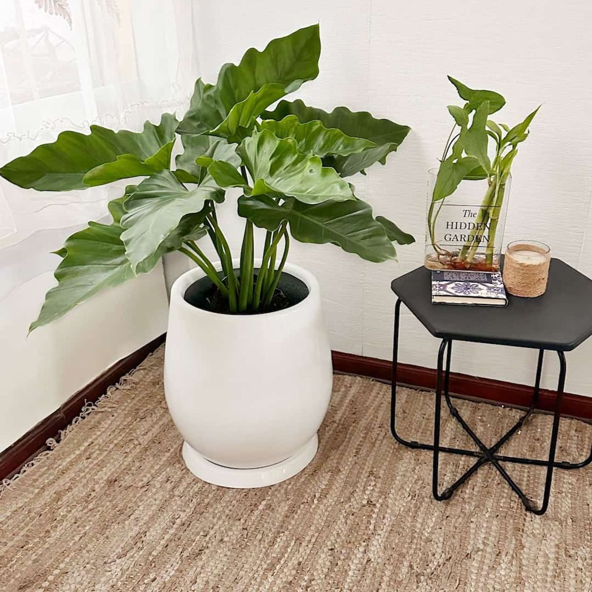 GENERICO - Filodendro Wilsonii en Maceta Fibra de vidrio Oreja de Elefante