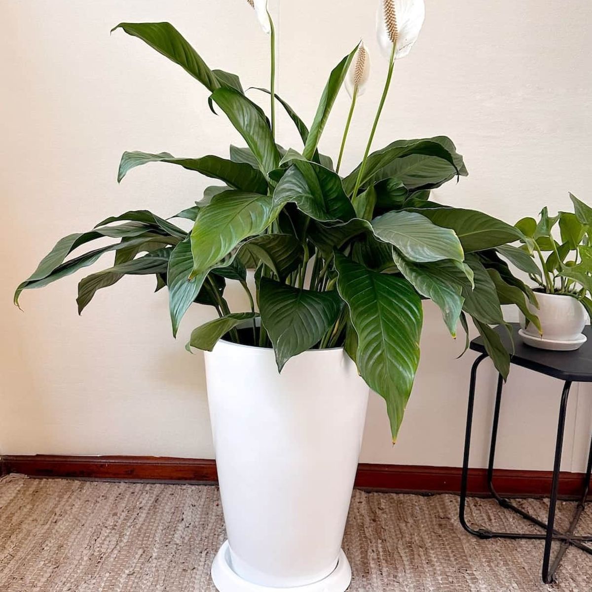 GENERICO - Lirio de paz en Maceta Fibra de vidrio Cuna de Moises