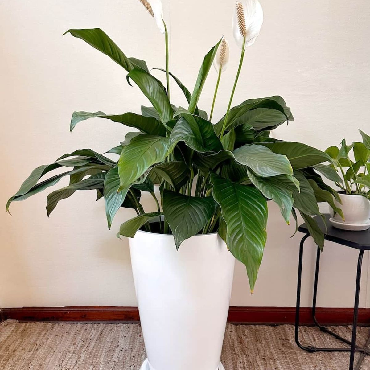 GENERICO - Lirio de paz en Maceta Fibra de vidrio Cuna de Moises