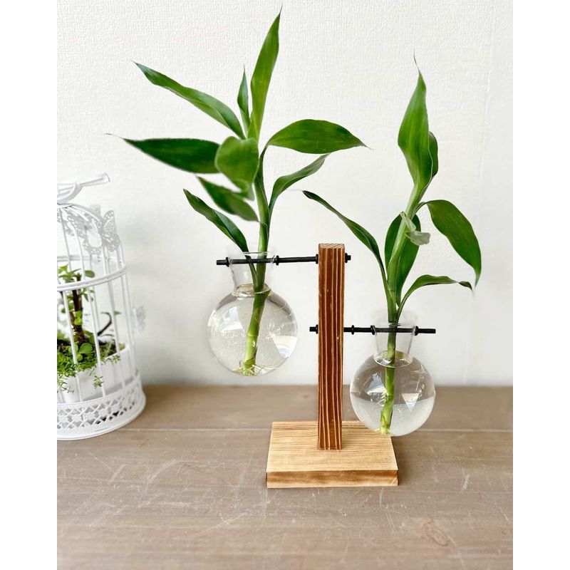 GENERICO - Hidroterrario Berlin con 2 bambu de regalo - florero