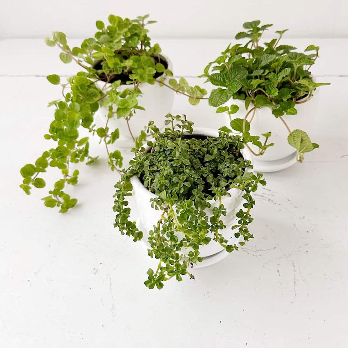 GENERICO - Set 3 Plantas para la abundancia