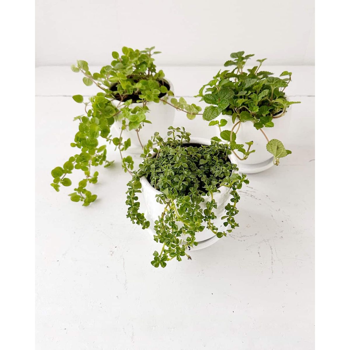 GENERICO - Set 3 Plantas para la abundancia