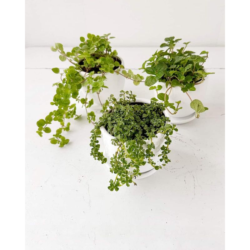 GENERICO - Set 3 Plantas para la abundancia