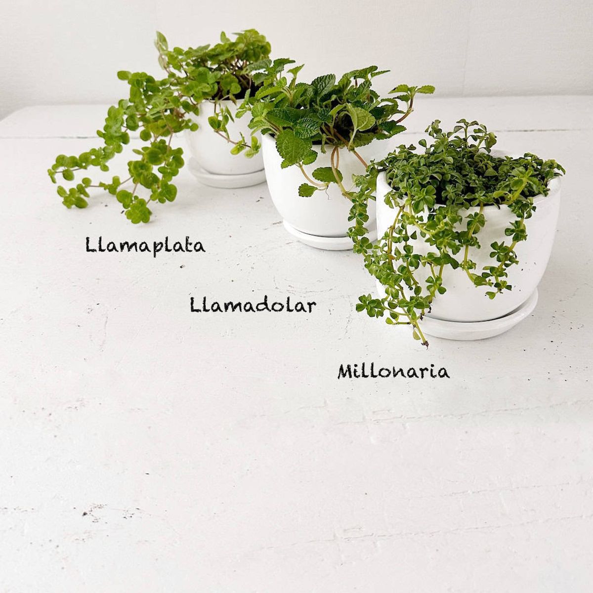 GENERICO - Set 3 Plantas para la abundancia