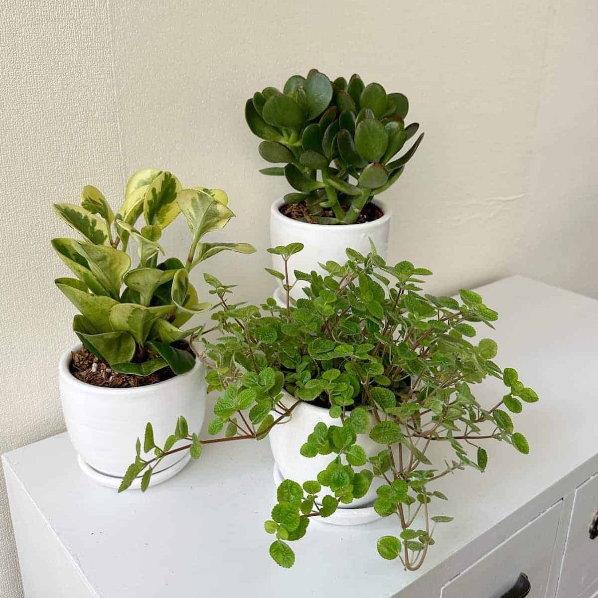 GENERICO - ♦♦♦ Set Feng Shui - 3 plantas para la buena suerte