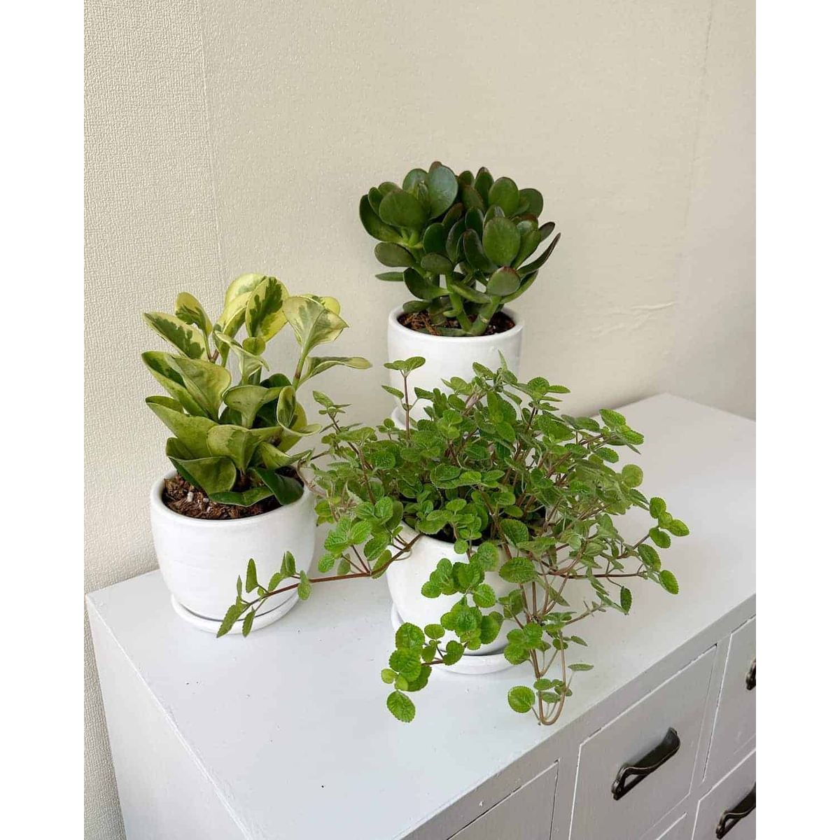 GENERICO - ♦♦♦ Set Feng Shui - 3 plantas para la buena suerte