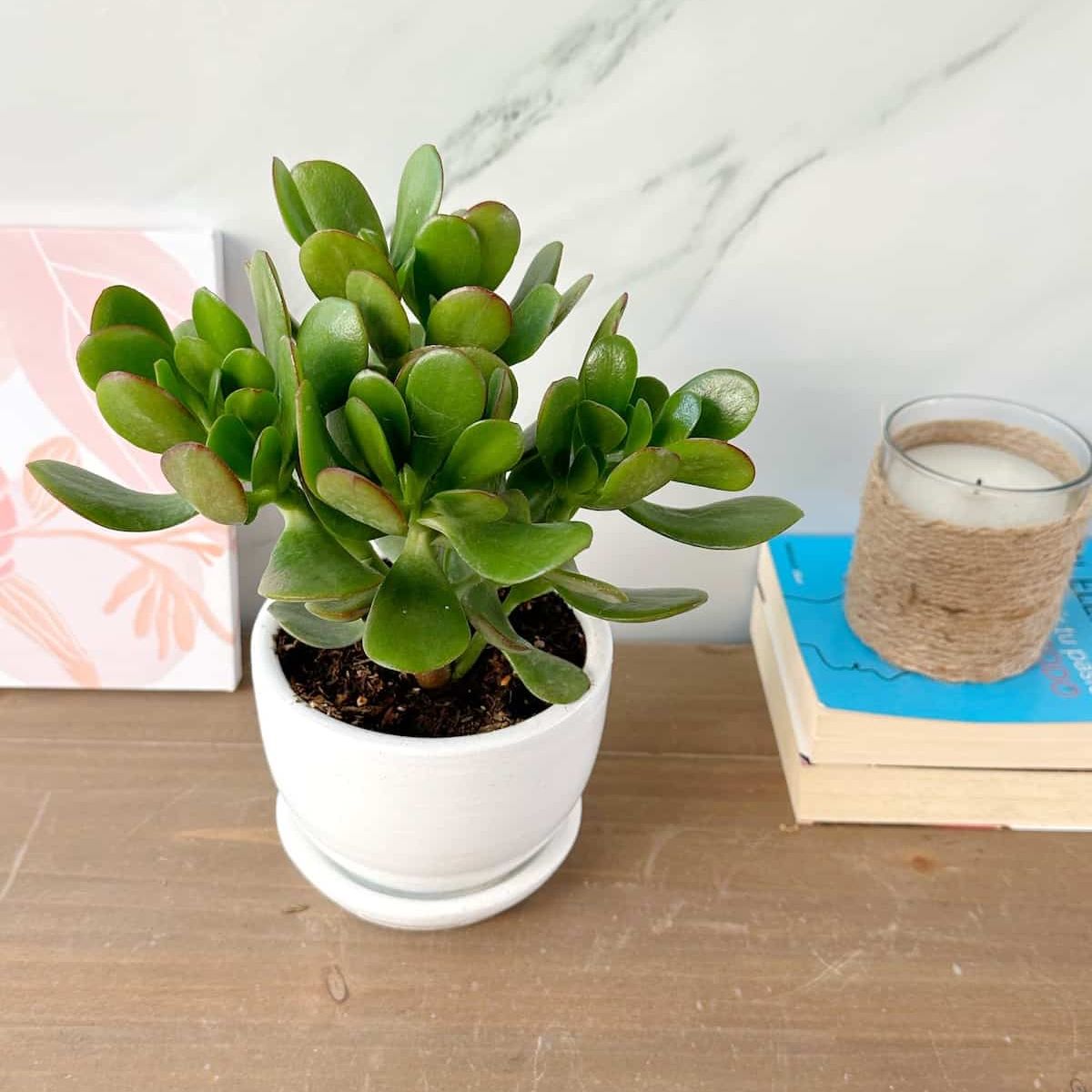 GENERICO - ♦♦♦ Set Feng Shui - 3 plantas para la buena suerte