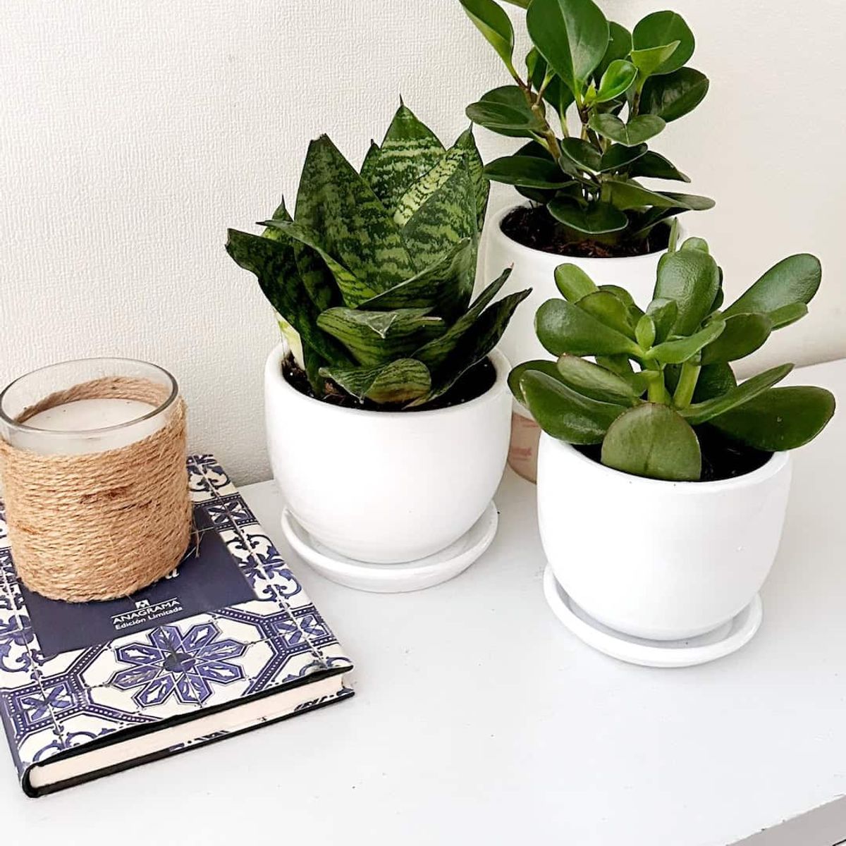 GENERICO - Set 3 Plantas para la oficina