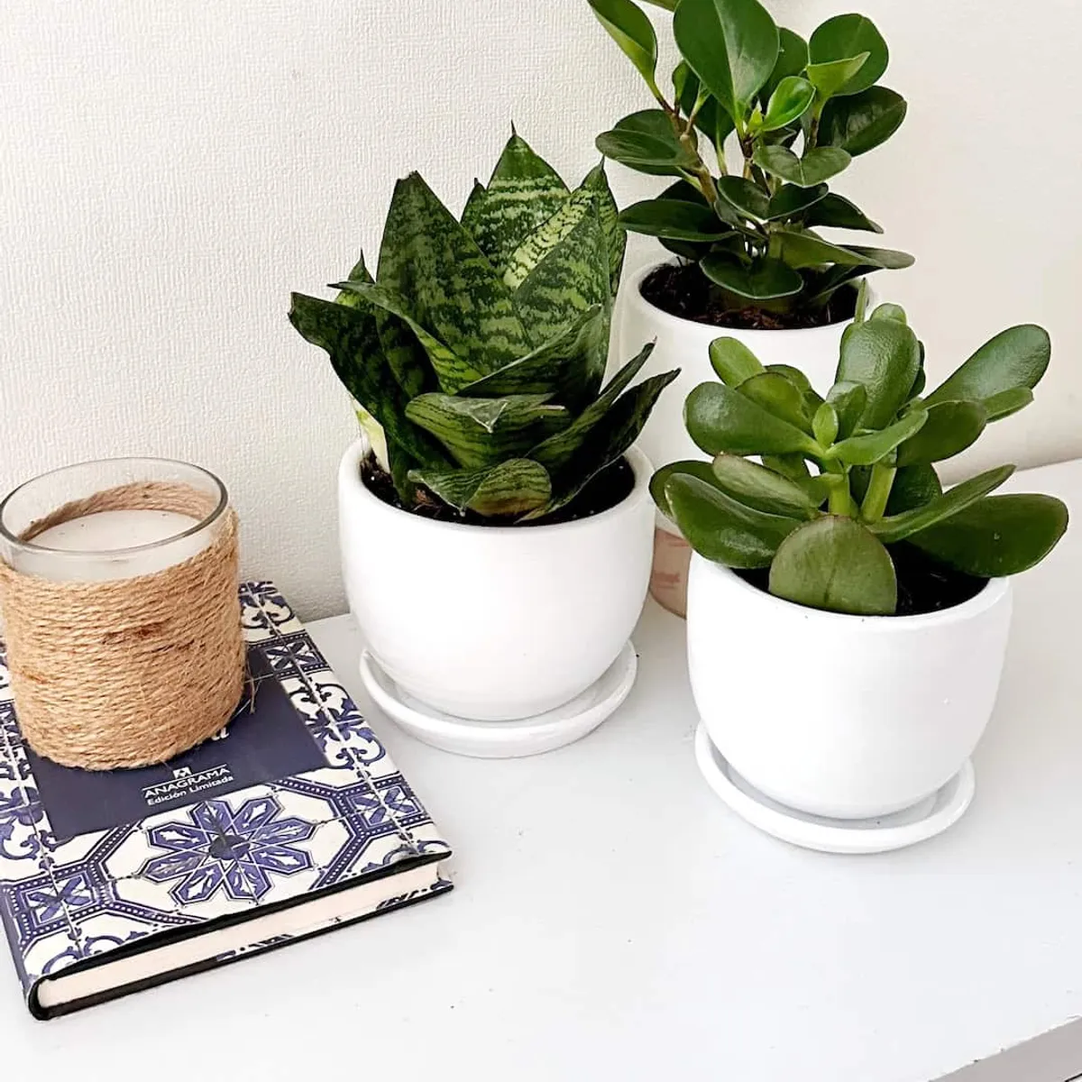 GENERICO - Set 3 Plantas para la oficina