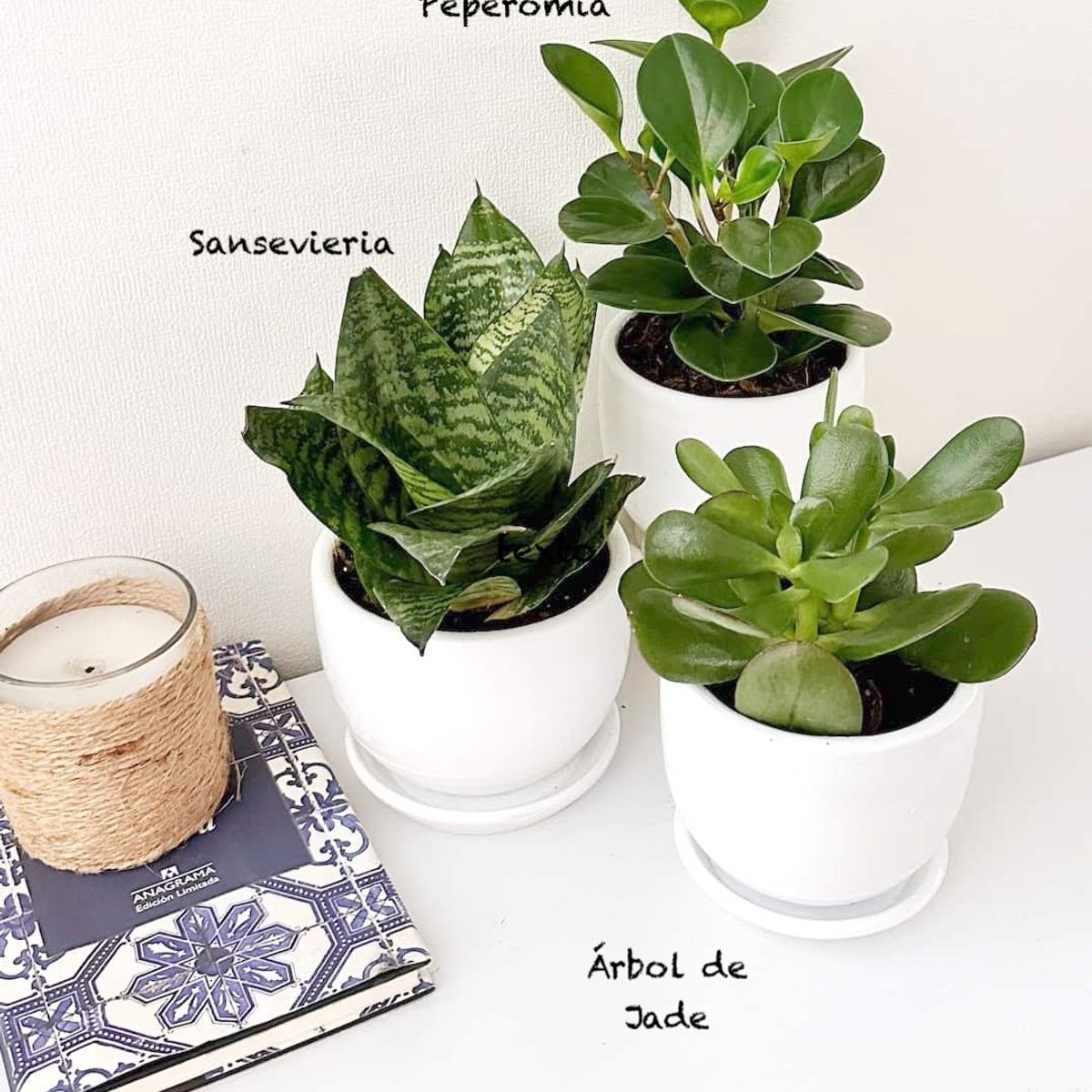 GENERICO - Set 3 Plantas para la oficina