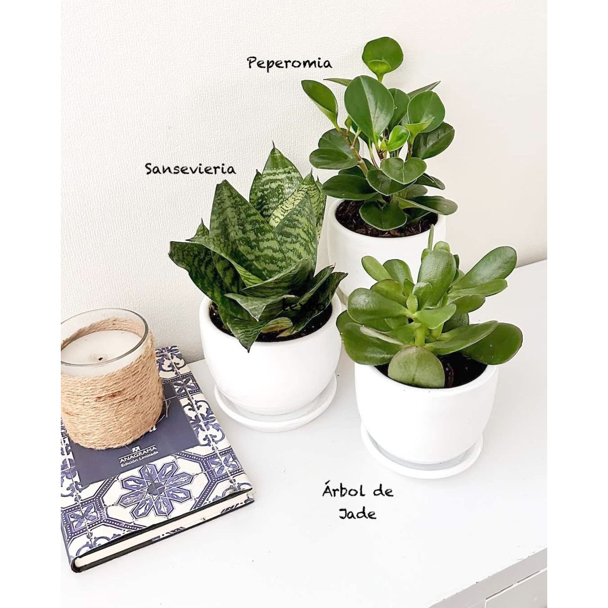 GENERICO - Set 3 Plantas para la oficina