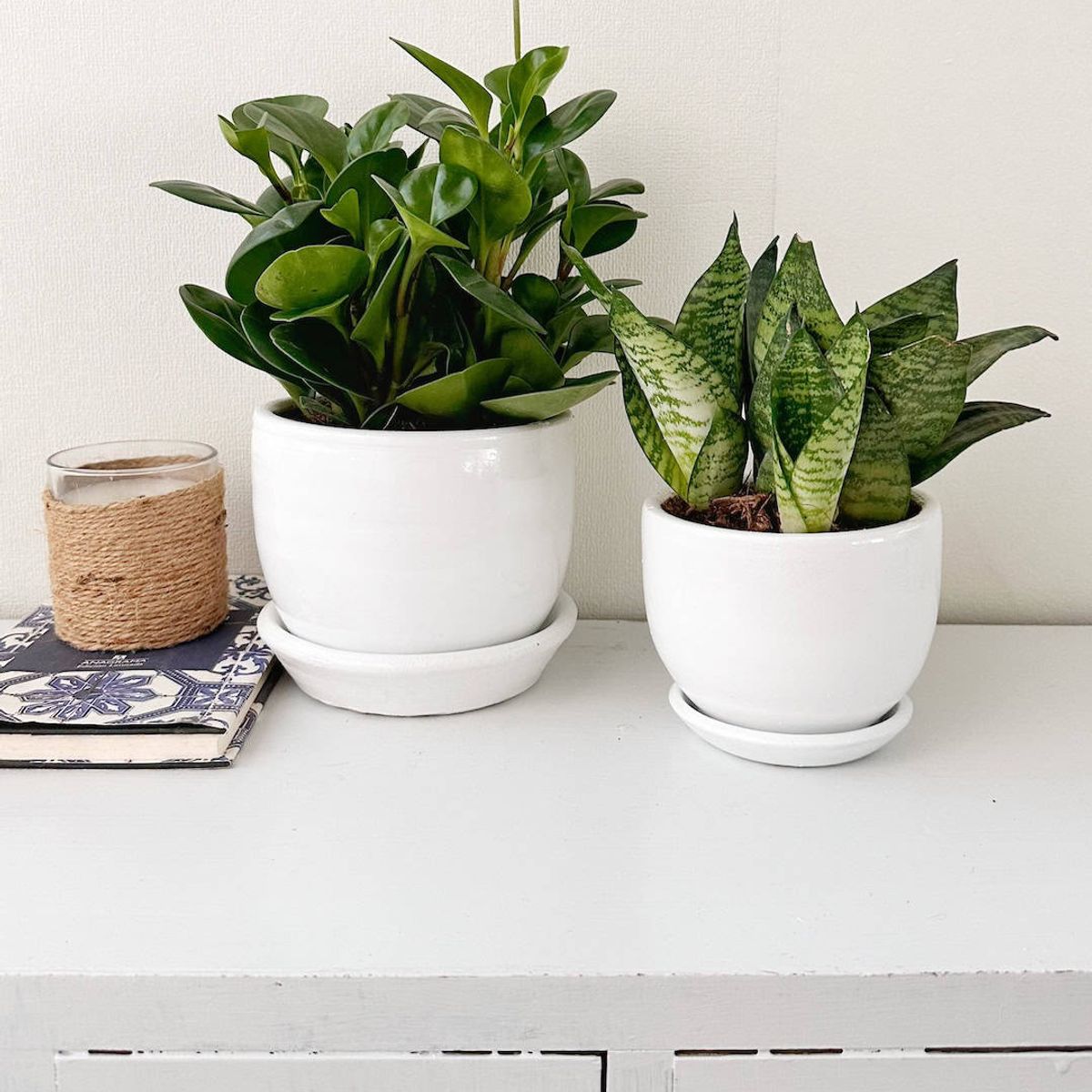 GENERICO - Set 2 Plantas para la oficina