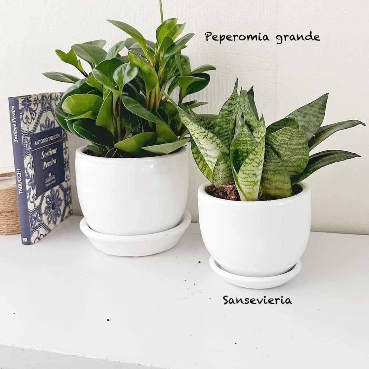 GENERICO - Set 2 Plantas para la oficina