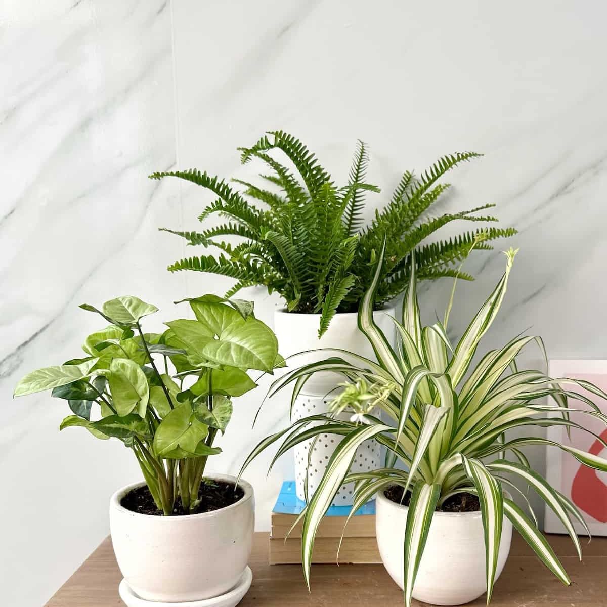 GENERICO - Set 3 Plantas para la habitación Planta de interior