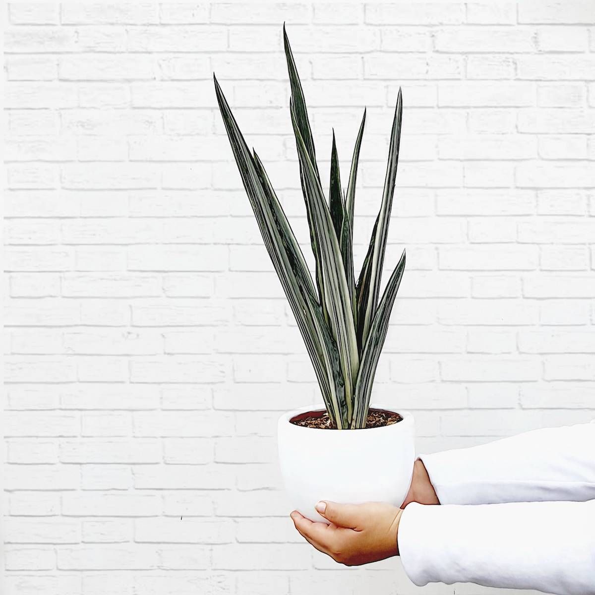 GENERICO - Set 3 Sansevierias - lengua de suegra