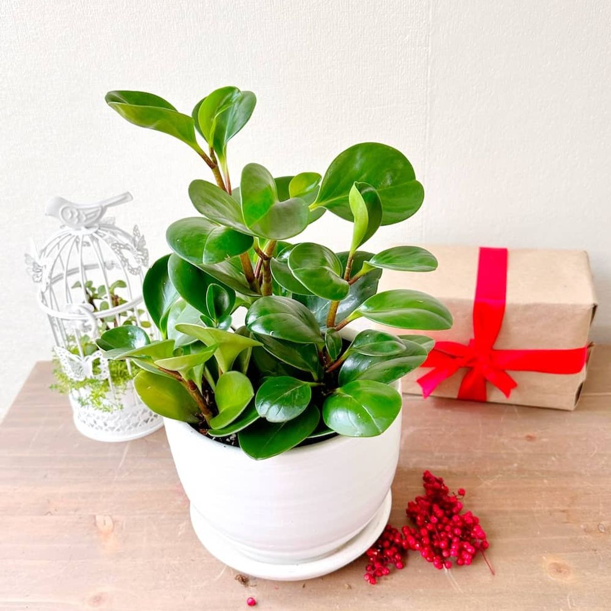 GENERICO - Peperomia Verde - Feng Shui - Planta de interior