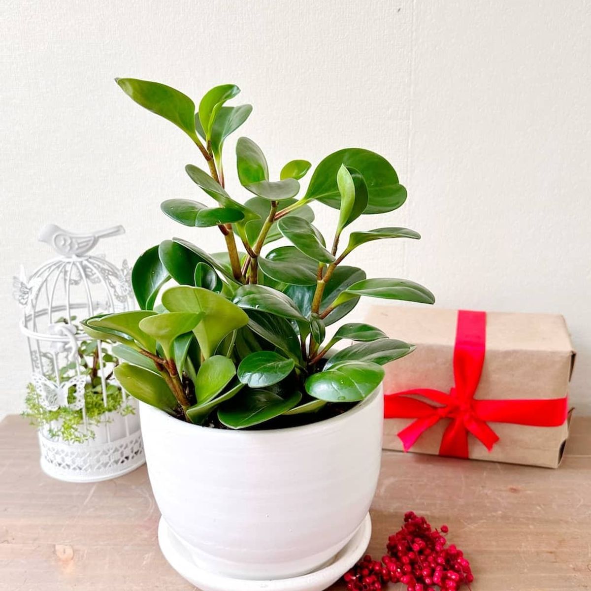 GENERICO - Peperomia Verde - Feng Shui - Planta de interior