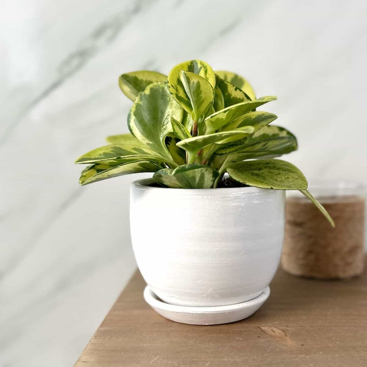 GENERICO - Peperomia Variegada Amarilla - Feng Shui - Planta de interior