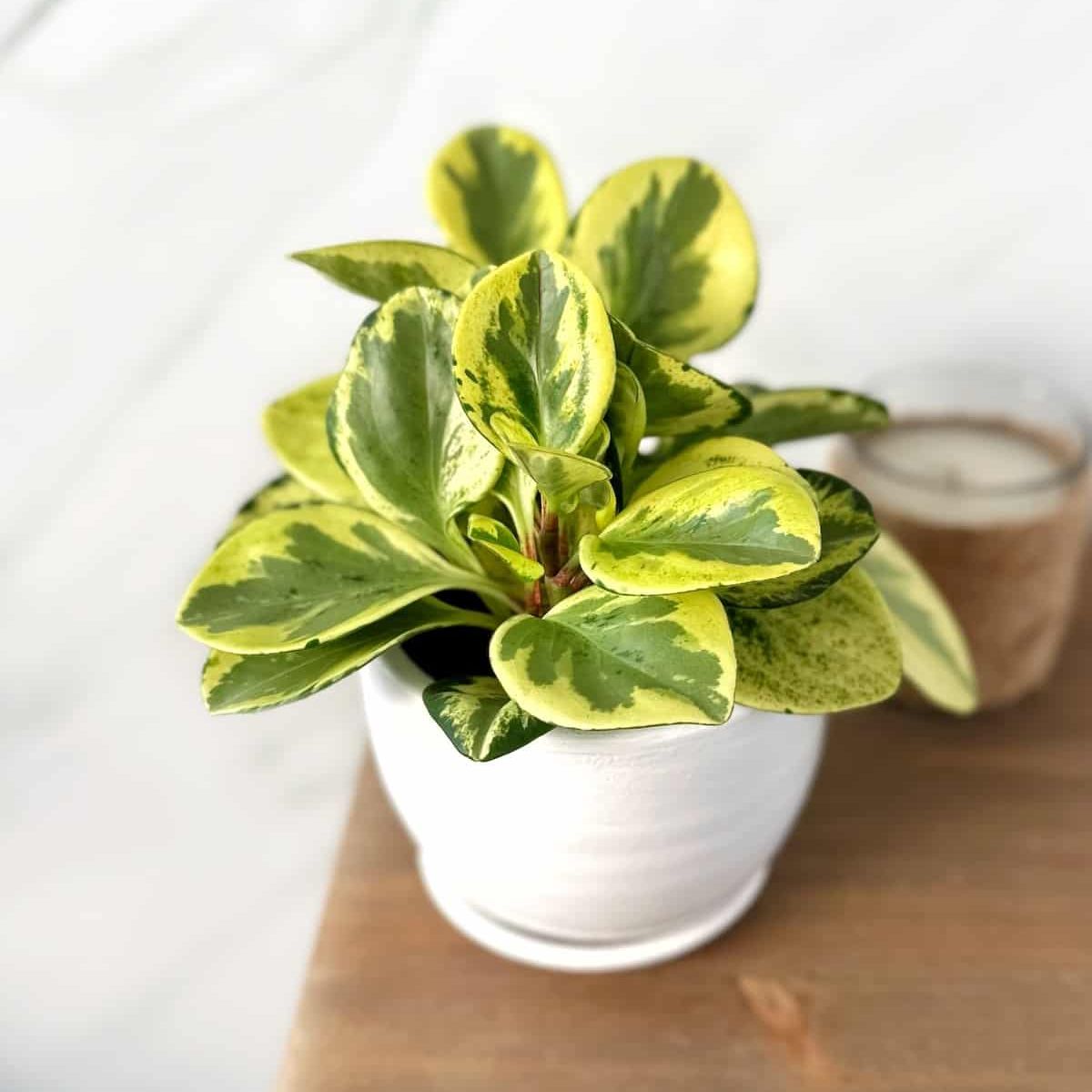 GENERICO - Peperomia Variegada Amarilla - Feng Shui - Planta de interior