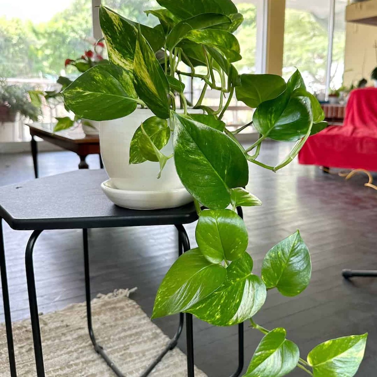 GENERICO - mijardinpe - Planta Colgante Boa Golden - Planta de interior