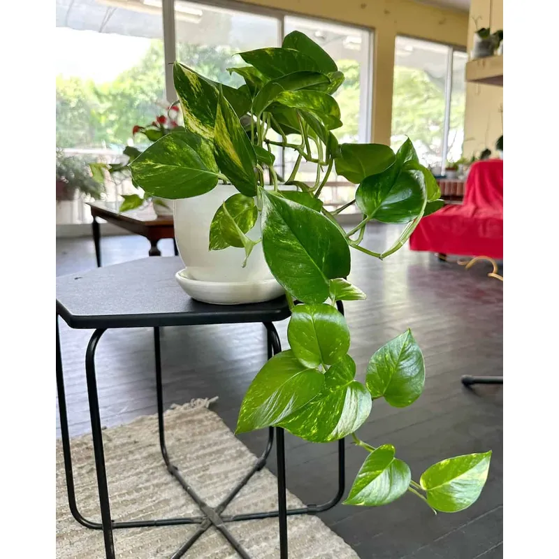 GENERICO - mijardinpe - Planta Colgante Boa Golden - Planta de interior