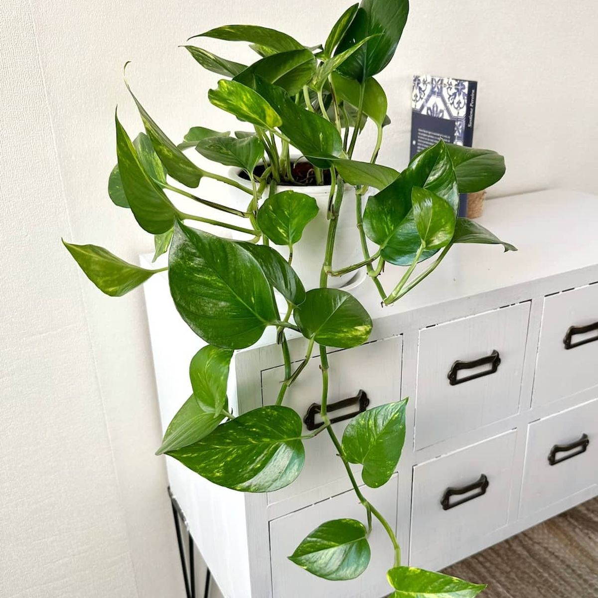 GENERICO - mijardinpe - Planta Colgante Boa Golden - Planta de interior