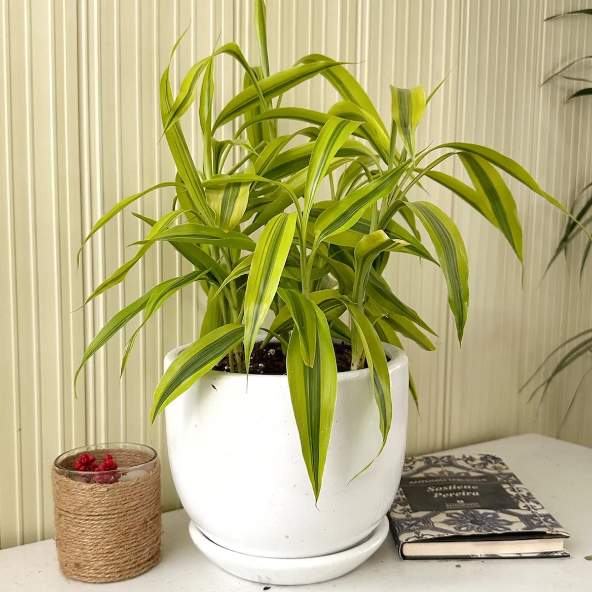 GENERICO - Lucky Bambu con maceta - Feng Shui - Planta de interior