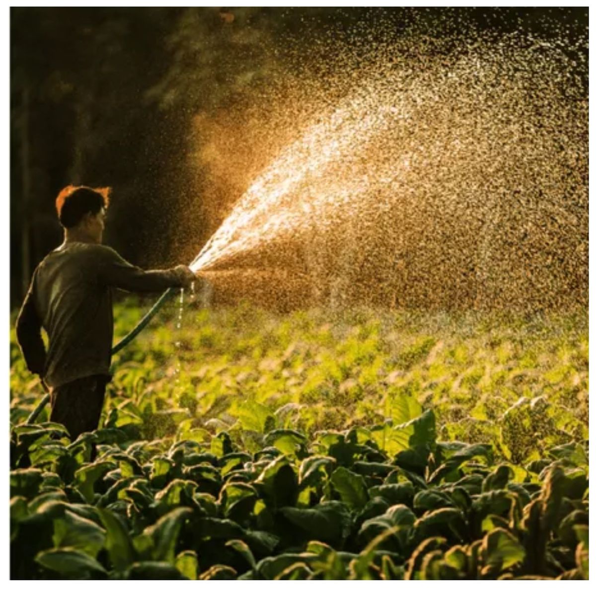 TRUPER - MANGUERA DE RIEGO 1" PULGADA 3 CAPAS 50 METROS TRUPER