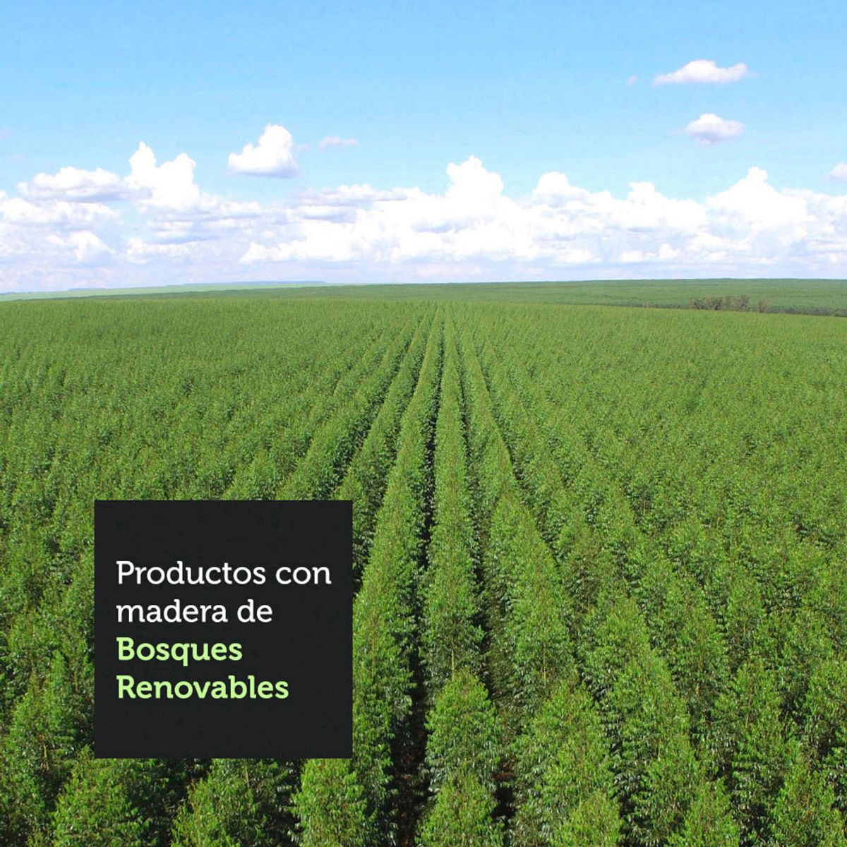 MADESA - Juego de Comedor Karina con 4 Sillas