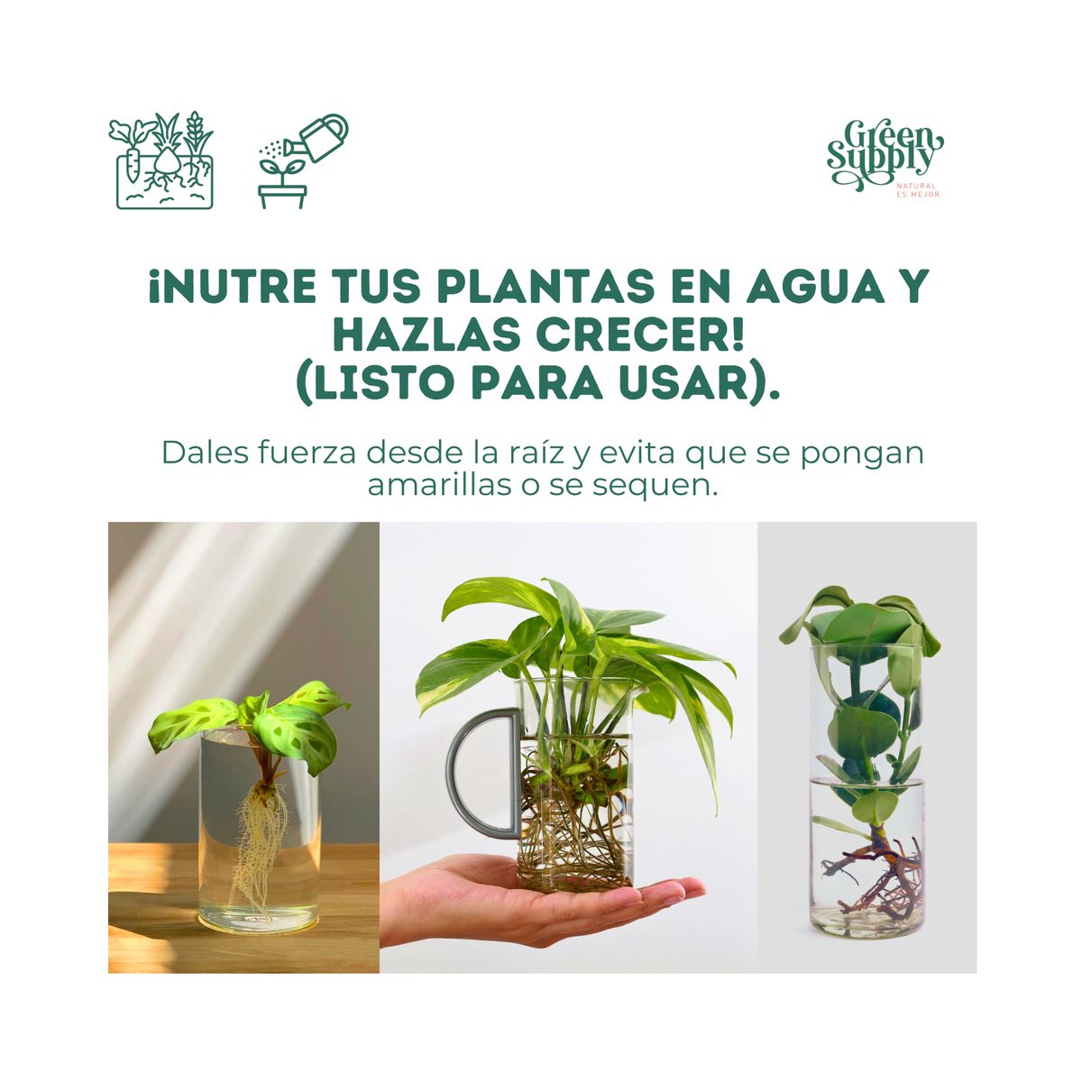 GREEN SUPPLY - Fertilizante Para Plantas En Agua - Growth Ready 600ml