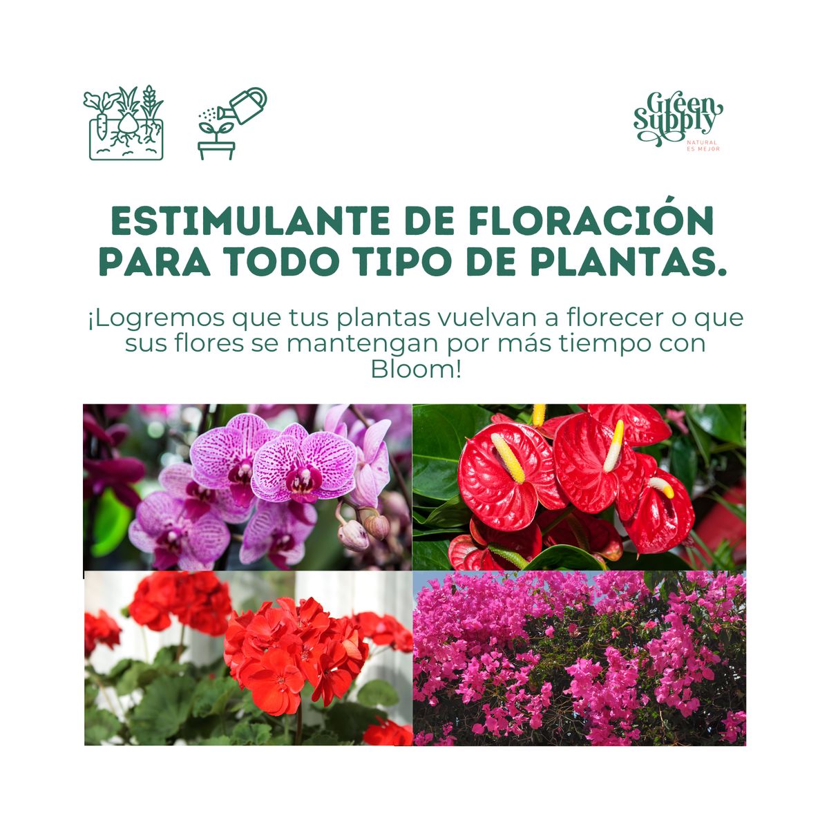 GREEN SUPPLY - Estimulante De Floración - Bloom 250ml