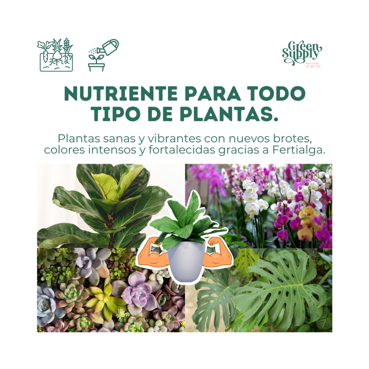 GREEN SUPPLY - Fertilizante Pet Friendly - Fertialga 250ml