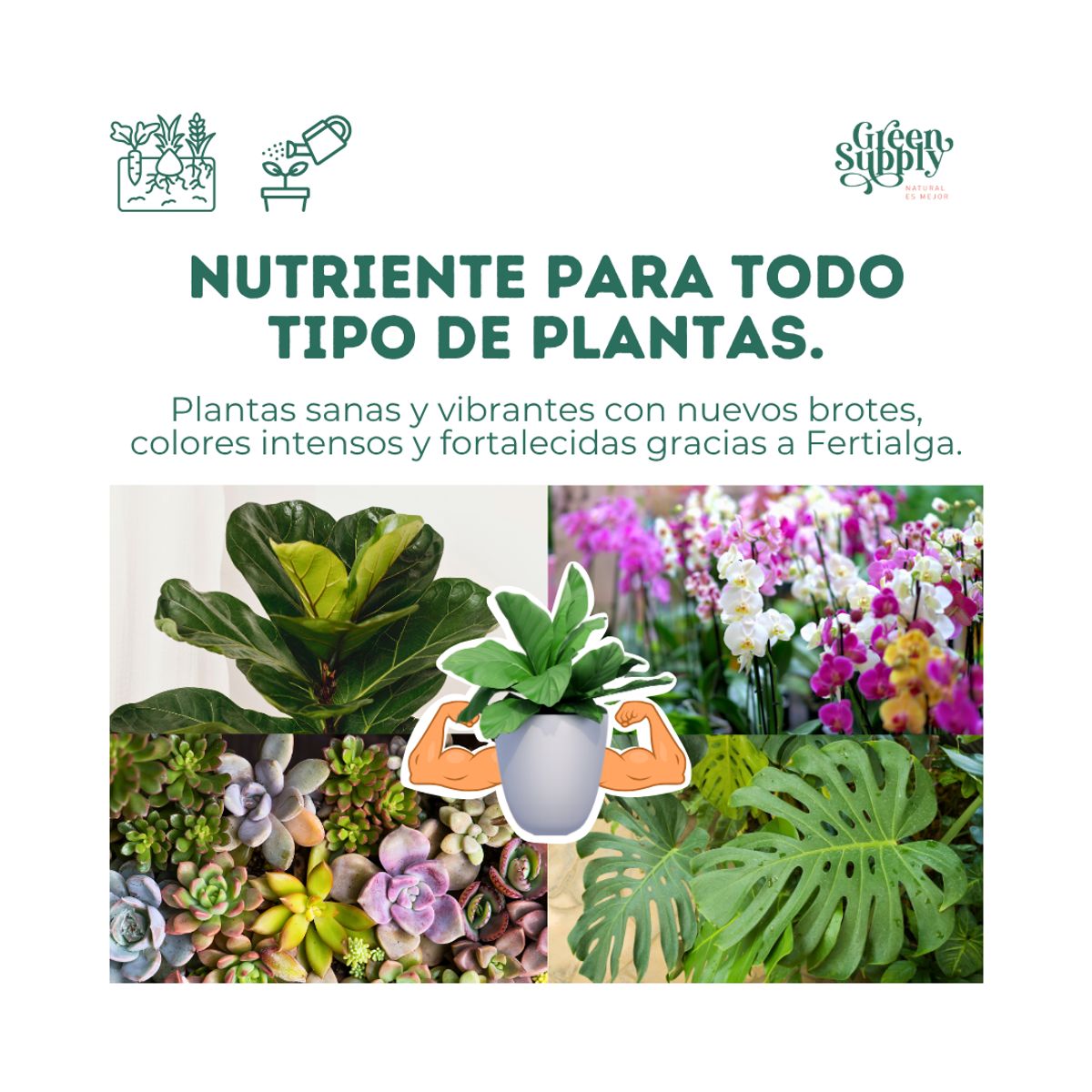 GREEN SUPPLY - Fertilizante Pet friendly - Fertialga 4 lt