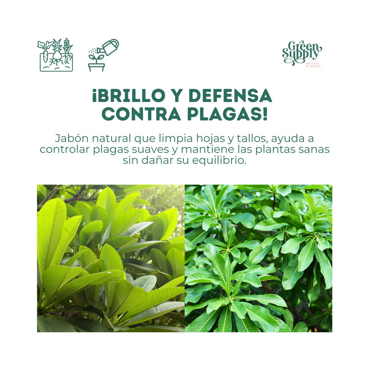 GREEN SUPPLY - Limpiador Pet Friendly  - Jabón Potásico 1lt