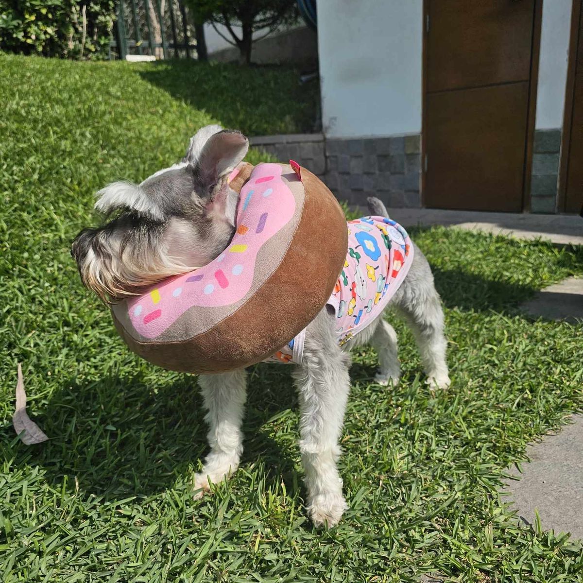 GENERICO - Collar Isabellino Donut Pink XS 15-23 cm