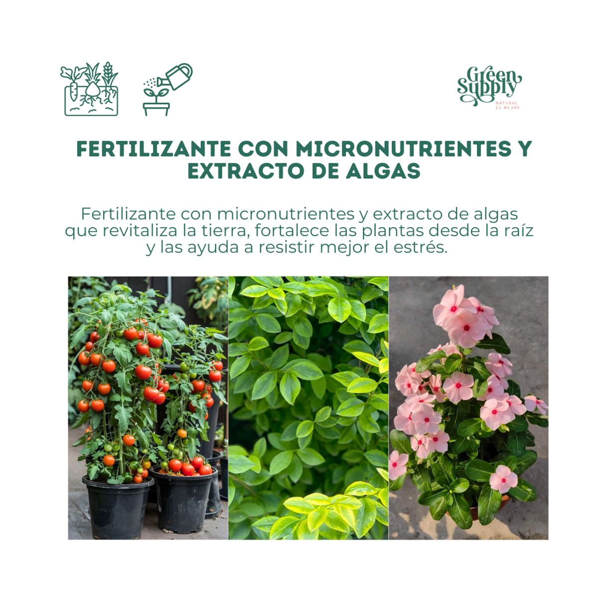 GREEN SUPPLY - Fertilizante Enriquecedor de Tierra - Combi 250gr