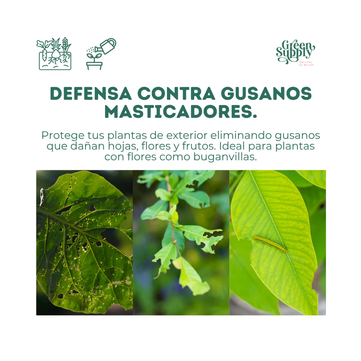 GREEN SUPPLY - Insecticida Biológico  Pet Friendly - Elimina Gusanos 100gr