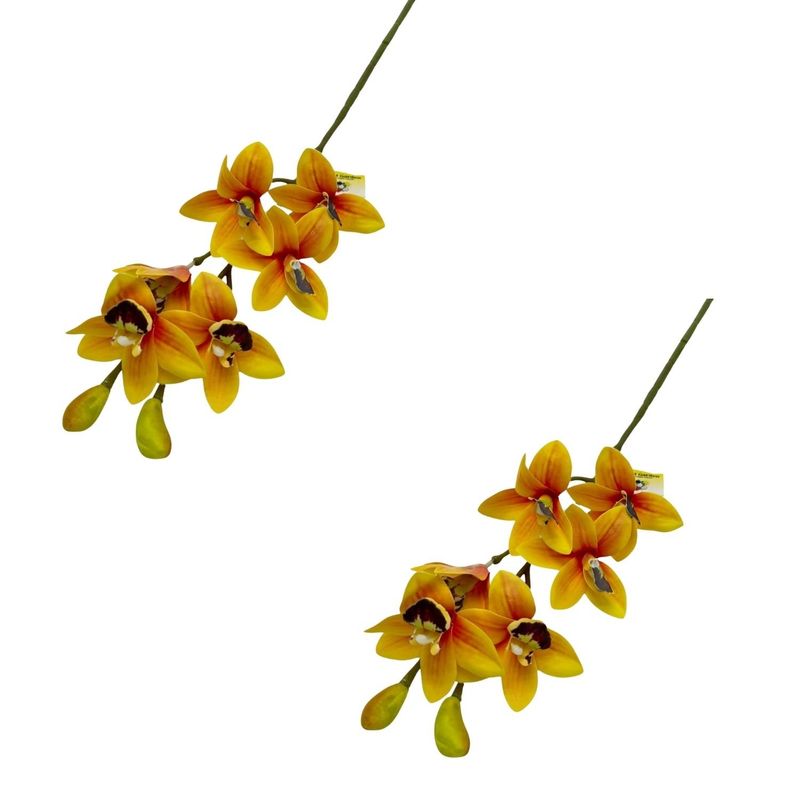 FLORIPA - Pack de 2 Orquídeas Medianas Cymbidium BG410077-AM FLORIPASTORE