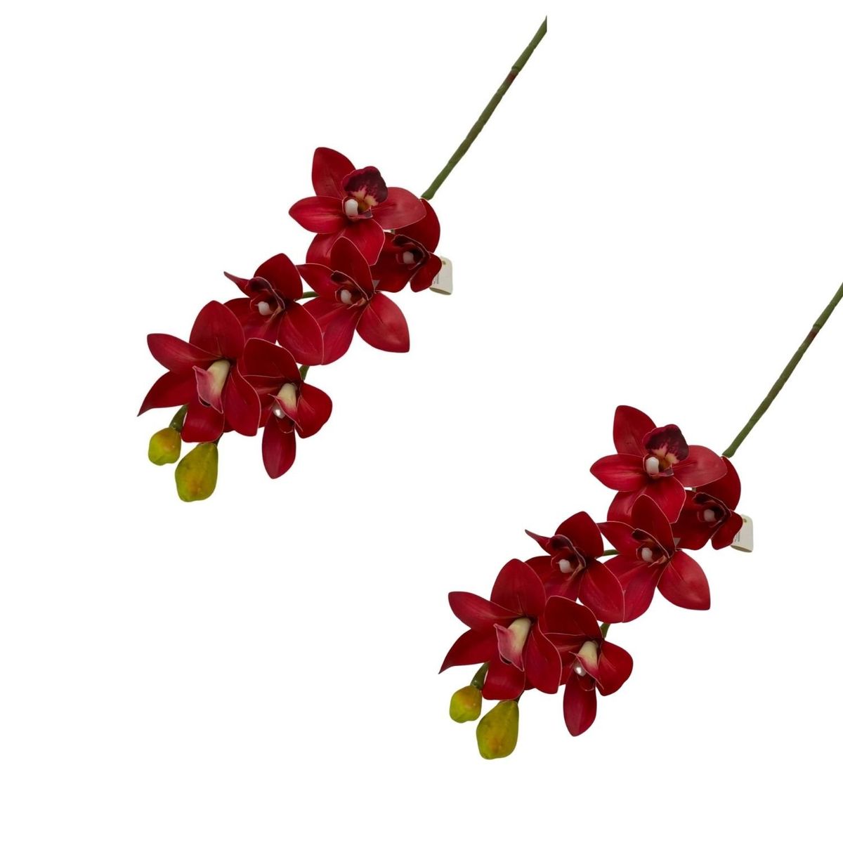 FLORIPA - Pack de 2 Orquídeas Medianas Cymbidium BG410077-RJ FLORIPASTORE