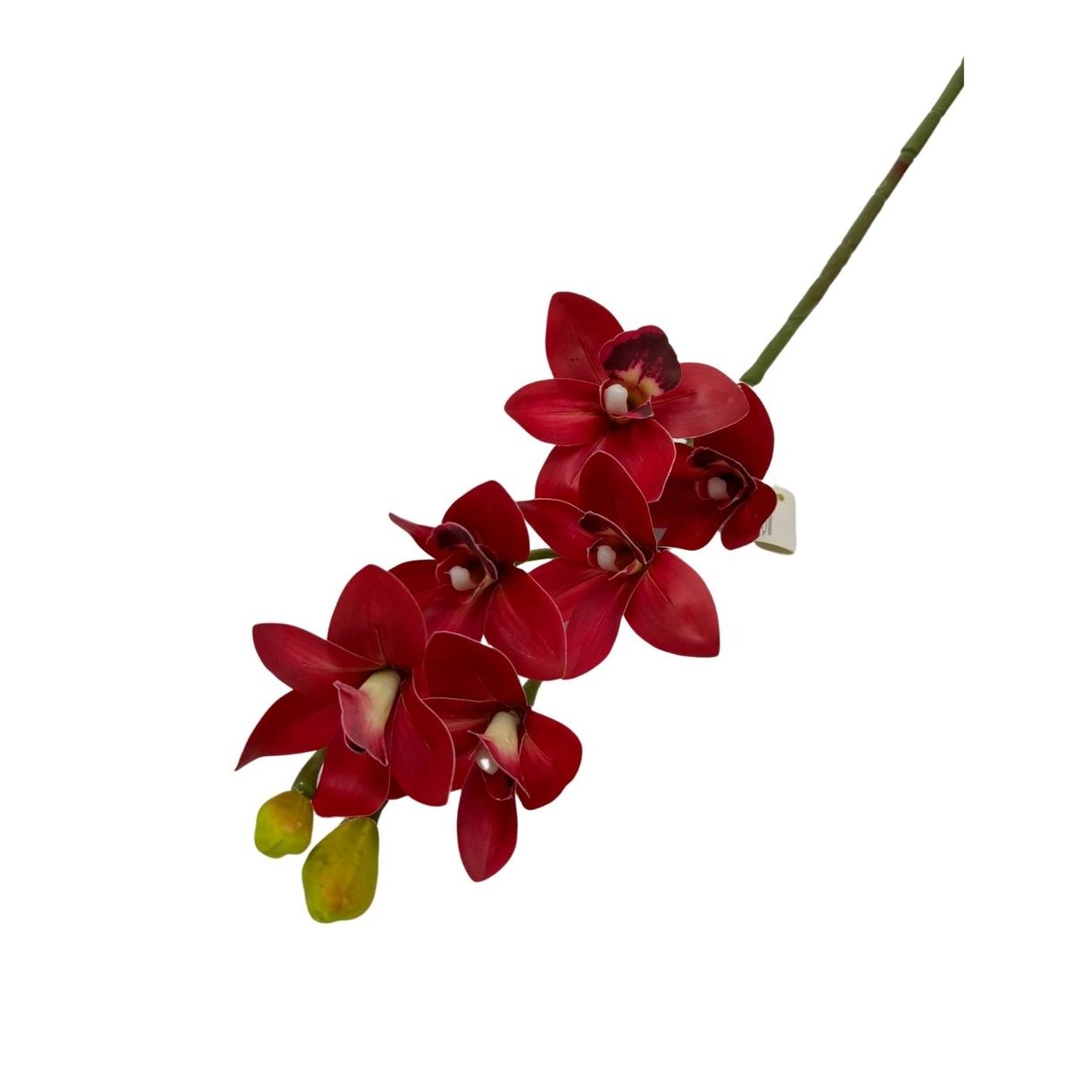 FLORIPA - Pack de 2 Orquídeas Medianas Cymbidium BG410077-RJ FLORIPASTORE